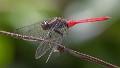 Orthetrum villosovittatum male-1